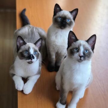 Siamese Kittens for Sale in California