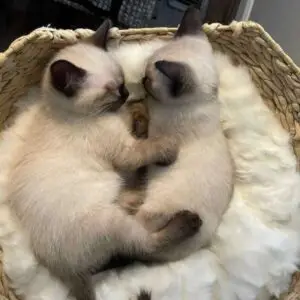 Siamese Kittens for Sale in Ohio