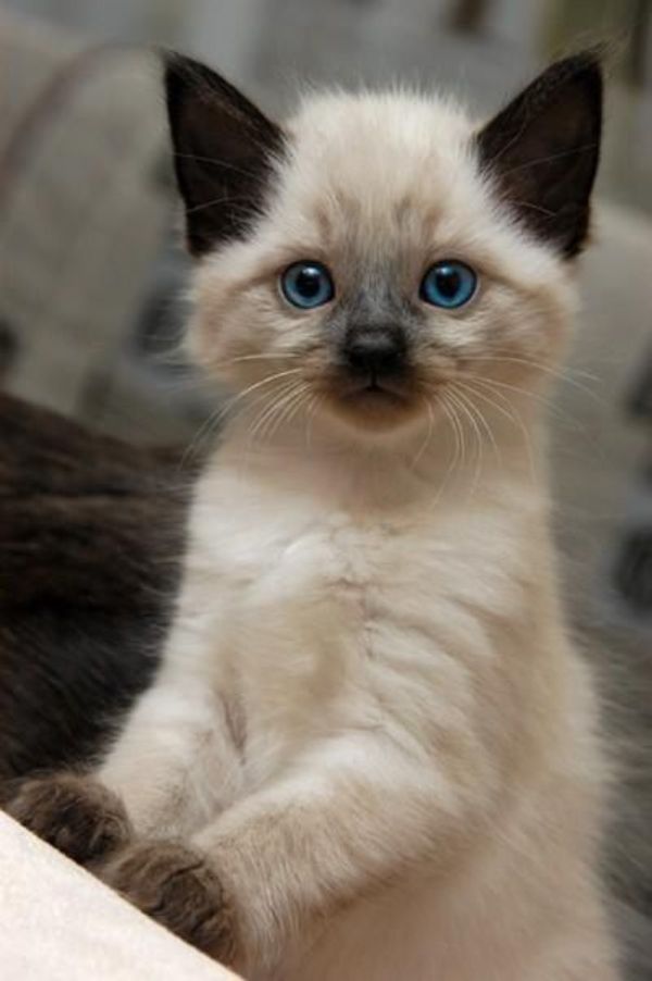 Siamese Kittens for Sale in Utah: Breeders List 2023 - Catster