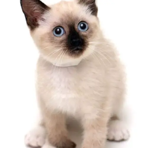 Siamese Kittens for Sale in Wisconsin