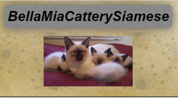 Bella Mia Cattery Siamese