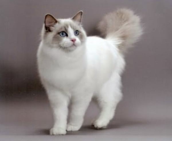 Blue Bicolor Ragdoll Cats