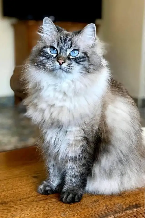 Blue Colorpoint Lynx Ragdoll Cats