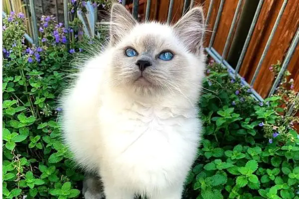 Blue Colorpoint or Blue Point Ragdoll Cats