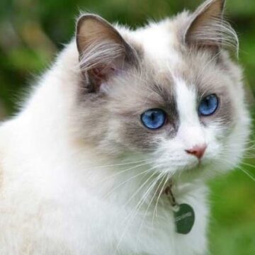 Blue Pointed Ragdoll: Exciting Facts