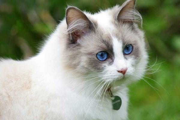 Blue Cream Lynx Point Ragdolls