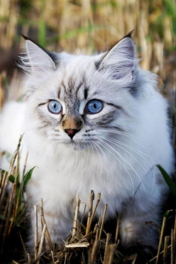 Blue Cream Point Ragdoll