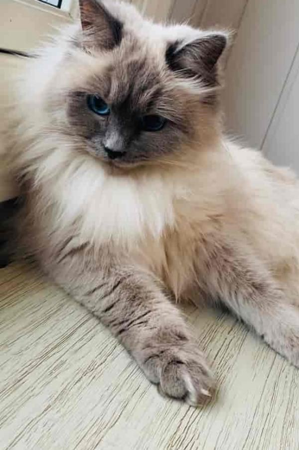 Blue Ragdoll Cats Kittens Exciting Facts Catspurfection