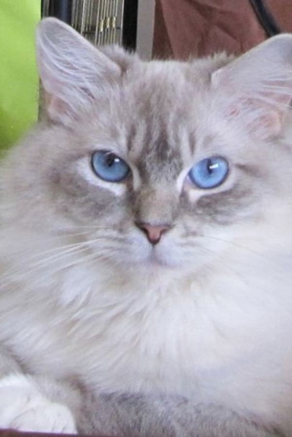 Blue Lynx Mitted Ragdoll Cats