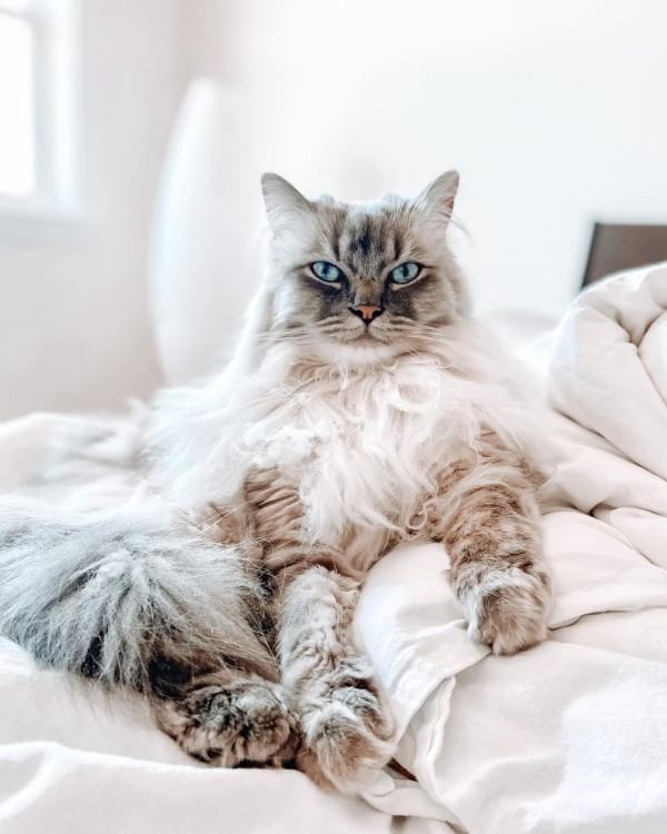 Blue Lynx Point Ragdoll