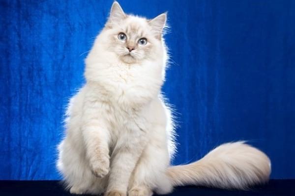 Blue Lynx Point Ragdolls