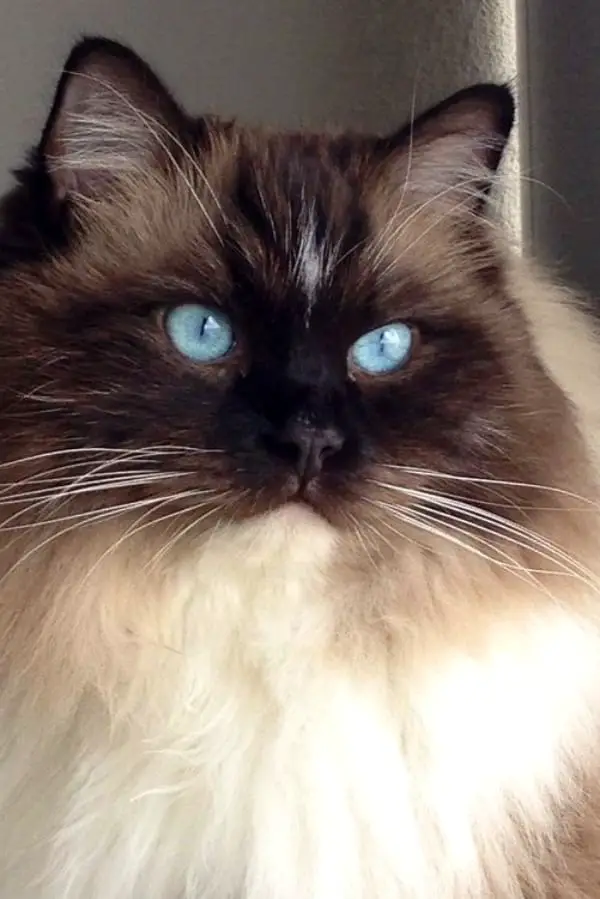 Blue Mitted Ragdoll Cats with Blazes