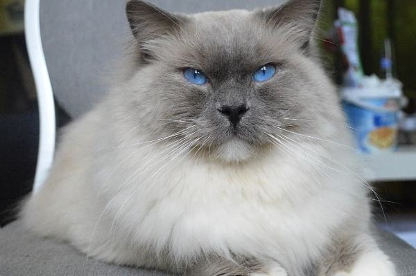 Blue Point Ragdolls