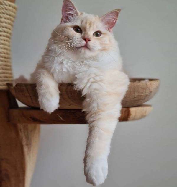 Cream Lynx Point Ragdoll