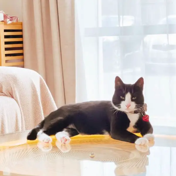 Facts About Tuxedo Cats
