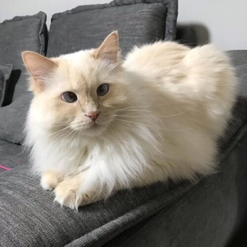 Lynx Point Ragdoll Cats - Everything You Need to Know | CatsPurfection