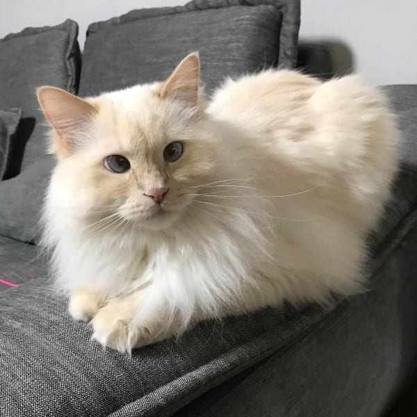 Flame/Red Lynx Point Ragdoll