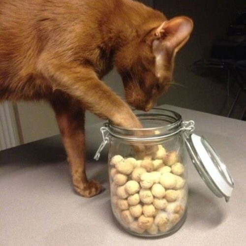 Homemade Cookies for Cats