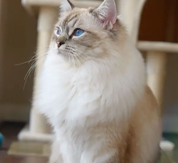 Lynx Point Ragdoll Cats - Everything You Need To Know | Catspurfection