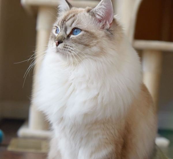 Lynx Point Ragdoll Cats Everything You Need To Know Catspurfection