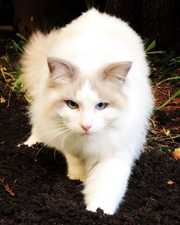 Lilac Bicolor Ragdoll