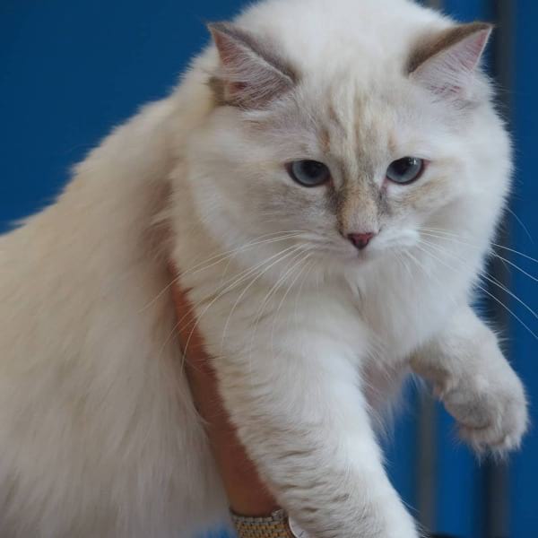 Lilac Cream Lynx Point Ragdoll Cats