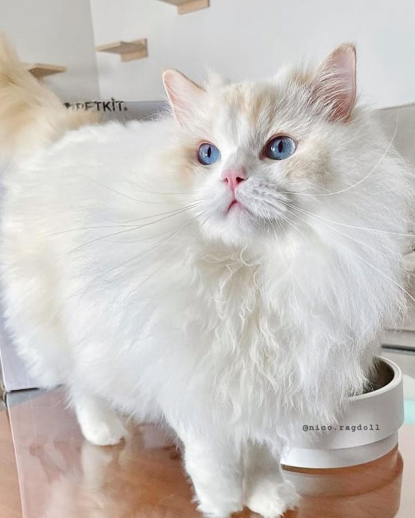 lilac lynx ragdoll