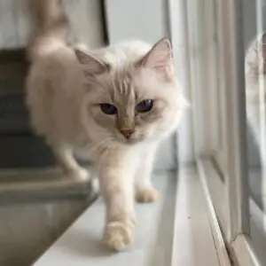 Lilac Ragdoll Cats & Kittens - Everything You Need to Know | CatsPurfection