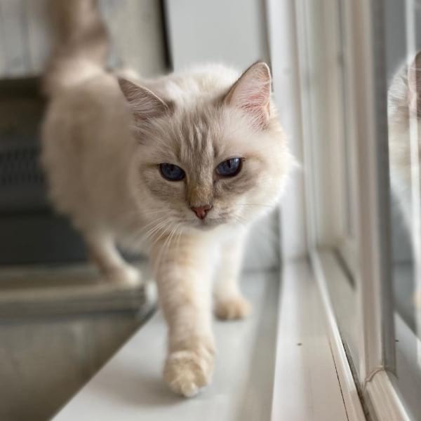 Lilac Lynx Point Ragdoll Cats