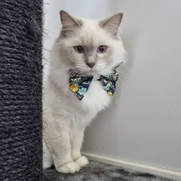 Lilac Mitted Ragdoll