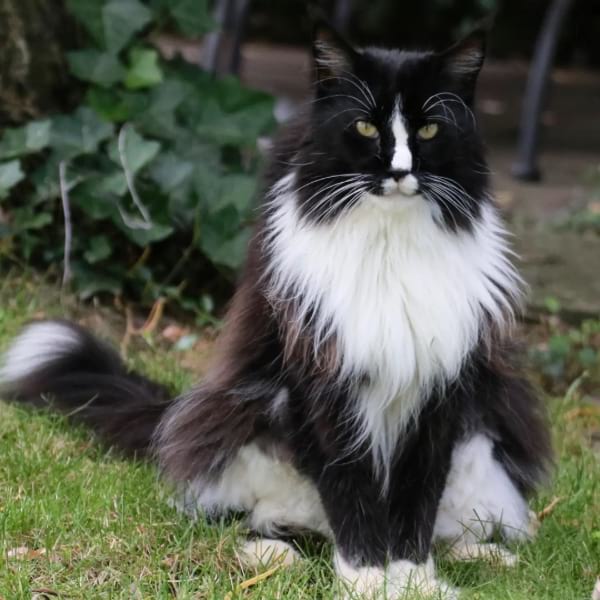 Magnificent Tuxedo Cat Breeds - Everything You Need to Know | CatsPurfection