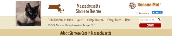 Massachusetts Siamese Rescue