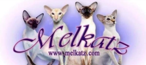 Melkatz Siamese Friends