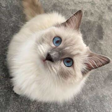 Ragdoll Cats for Adoption