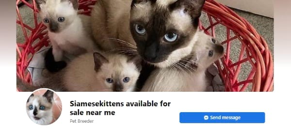 SKA (Siamese Kittens Available)