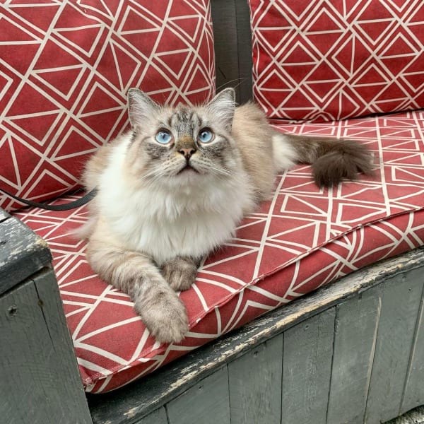 Seal Lynx Point Ragdoll