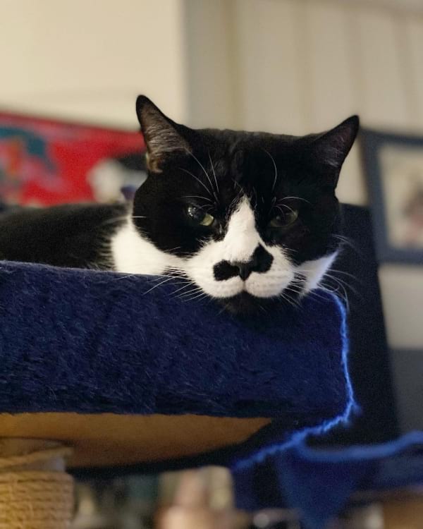 The History of Tuxedo Cats