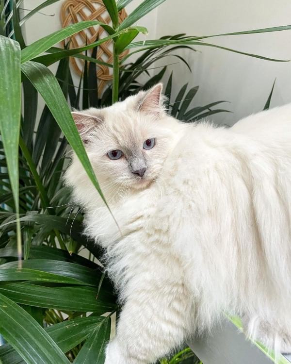 What Is a Lilac Point Ragdoll?