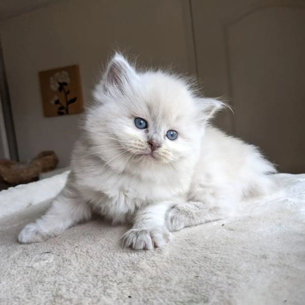 What Is a Lilac Point Ragdoll?