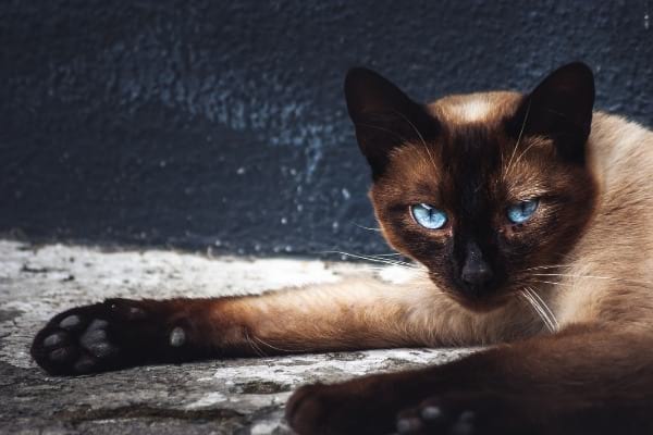Are Black Siamese cats rare?