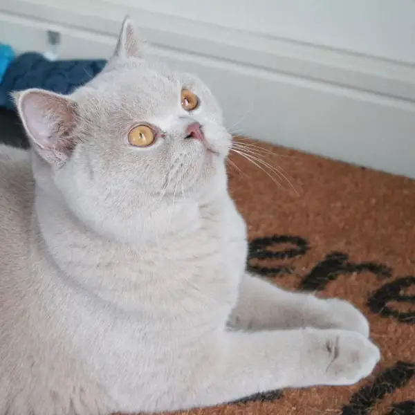 Are British Shorthair Cats Expensive?