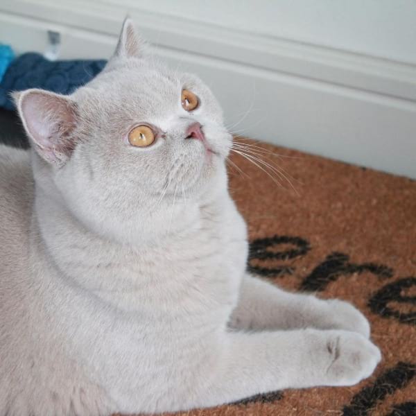 How Much Does A British Shorthair Cost The Definitive 22 Guide