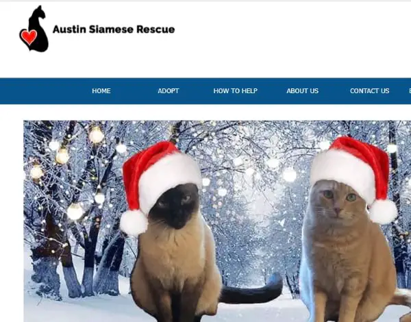 Austin Siamese Rescue