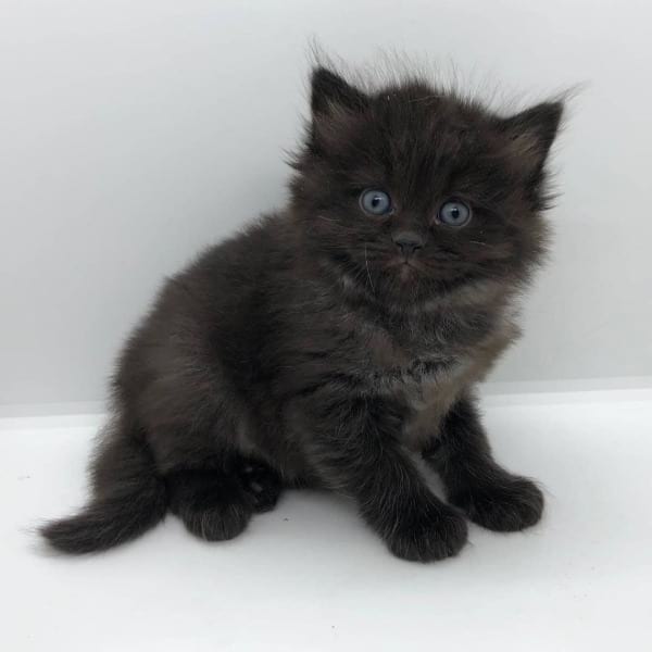 Black Ragdolls as Breeders