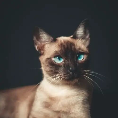 Black Siamese Cat: Intriguing Facts