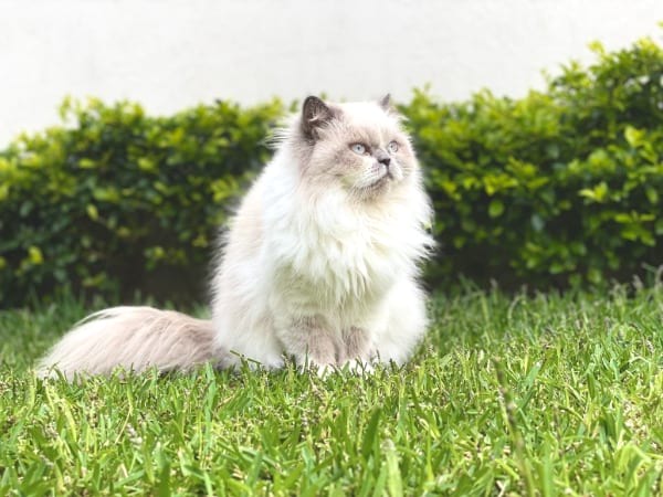 Breed of Cat with Pointed Coats