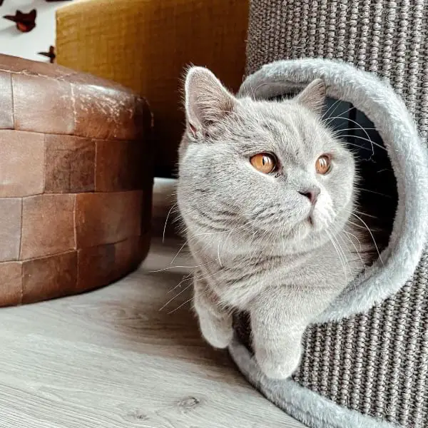 Bringing Home a New British Shorthair: One-Time Costs