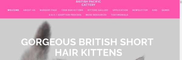 British Pacific Cattery