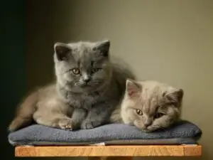 British Shorthair Kittens for Sale in California