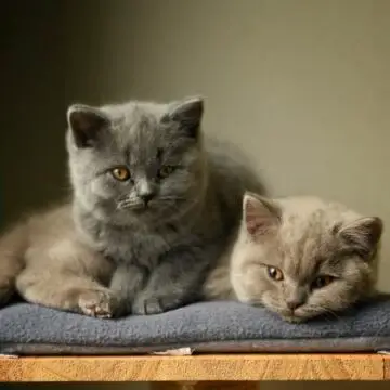 British Shorthair Kittens for Sale in California